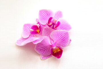 Fototapeta na wymiar Orchid flower on a white background. The flowers are purple in color.