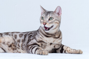 Obraz premium Silver Bengal Cat in studio
