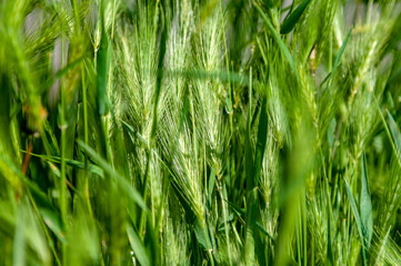 Ears in a wheat field