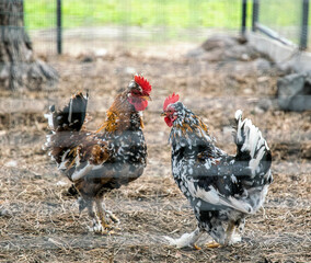 Couple of pugnacious aggressive red cocks in a chicken coop