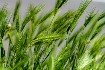 Ears in a wheat field