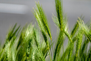 Ears in a wheat field