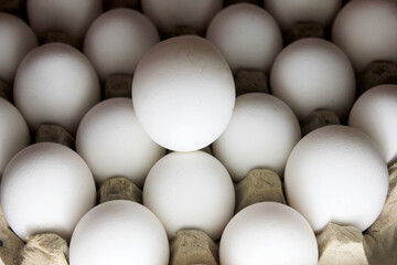 White Egg on the carton stock photo