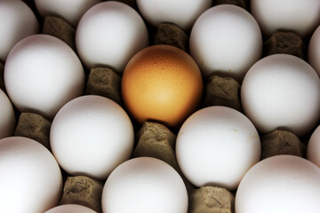 Brown Egg in the center of white eggs