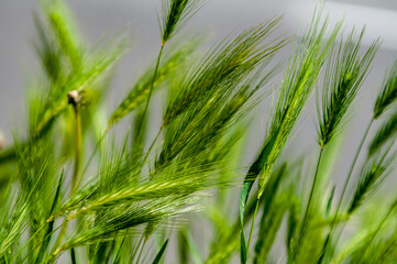 Ears in a wheat field