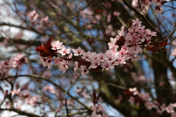 Beautiful cherry tree blossom in the spring