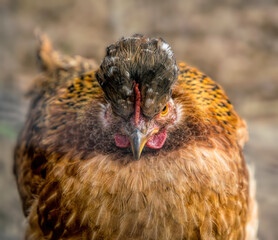Funny chickens on a poultry farm. Domestic animals