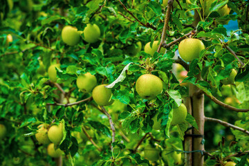 apples plantation in northern Italy