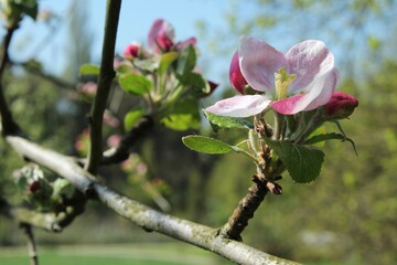 Fototapeta premium Kirschbaum mit Blüten im Mai