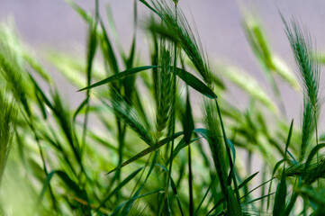Ears in a wheat field