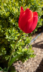 Hermoso tipo de tulipanes en el jardín