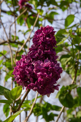 Hermosa especie de Syringa vulgaris