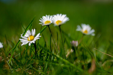 Fr&uuml;hling mit G&auml;nsebl&uuml;mchen