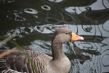 Fototapeta premium Goose exploring the stores of the river Lea
