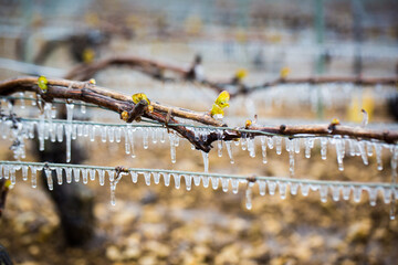 Lutte contre le gel de printemps dans les vignes de Chablis en Bourgogne - Technique de l'aspersion...