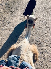 Hurghada, Egipt  © .Waajchaa