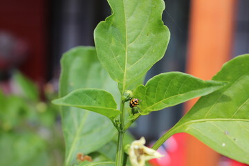 Colores que dan vida