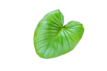 Fresh green leaf isolated on white background. 