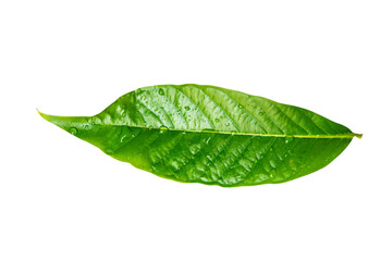 Fototapeta na wymiar Fresh green leaf isolated on white background. 