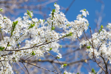 Weiß blühender Schlehdorn mit Blüten