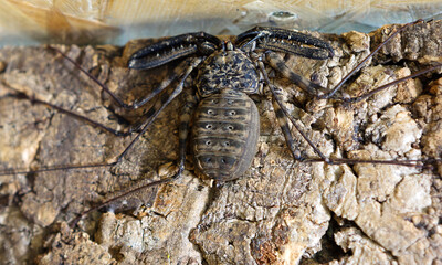 Phryn Damon spider or a tailless scorpion.
  This is a species of non-venomous spider. Phryn can be found in rock crevices, caves and under the bark of trees in the tropical forests of East Africa.