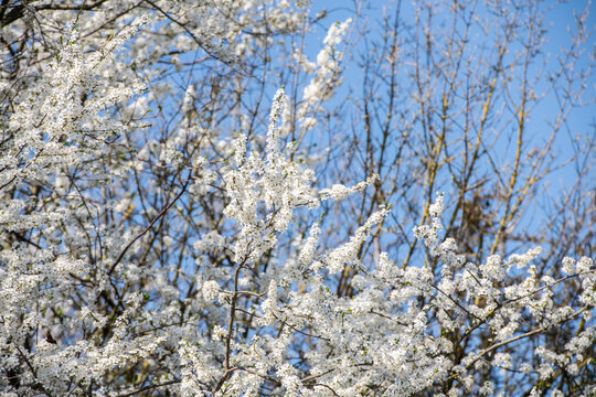 Wei&szlig; bl&uuml;hender Schlehdorn mit Bl&uuml;ten