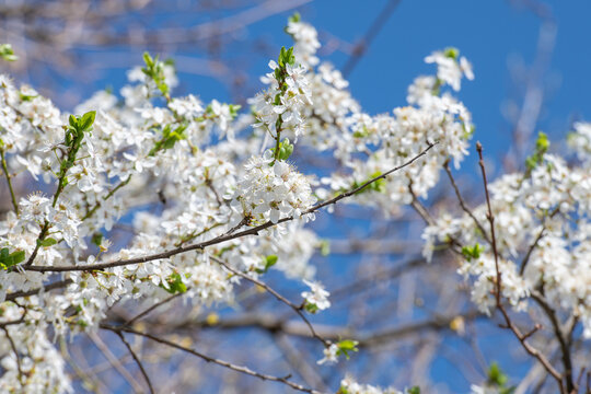 Wei&szlig; bl&uuml;hender Schlehdorn mit Bl&uuml;ten
