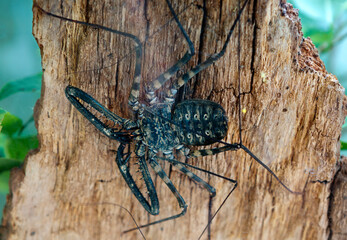 Phryn Damon spider or a tailless scorpion.
  This is a species of non-venomous spider. Phryn can be found in rock crevices, caves and under the bark of trees in the tropical forests of East Africa.