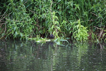 Coots and Moorhens splashing around