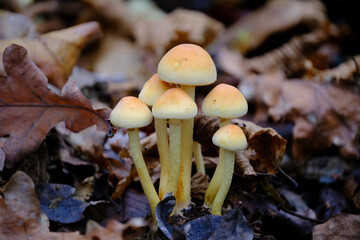 Mushrooms