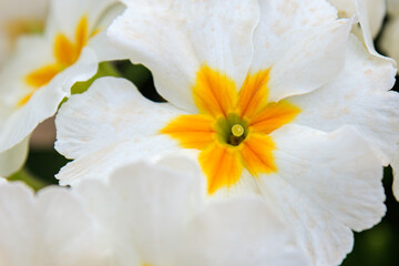 close up of one white flower