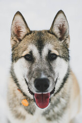 Portrait of a husky mix breed