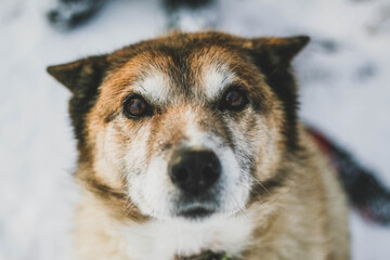 Portrait of a very old dogs face