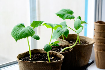 Cucumber seedlings in biodegradable pots on windowsill. Young sprouts of cucumber plant close up.