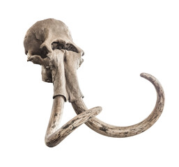 Ancient skull of mammoth head with whole tusks, on a white background. Isolated object © art_rich