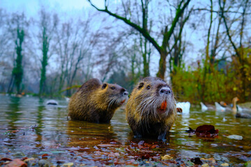 Otter in a pound