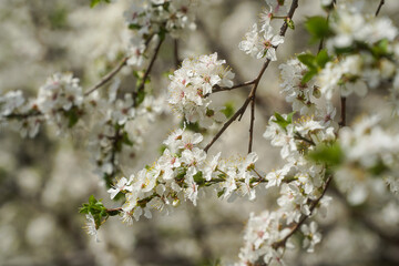 The flowers of an apricot in the spring of 2021 in Bucharest, Romania.