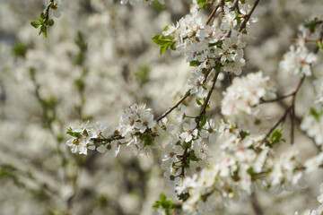 The flowers of an apricot in the spring of 2021 in Bucharest, Romania.