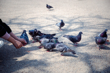Feed the pigeons in front of Osaka Castle by putting them in hand.