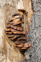 brown tree fungus grows on a dead tree trunk