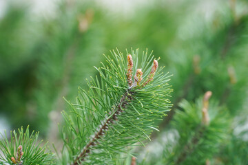 Fototapeta premium Fir buds. Photo during the day. Detail.