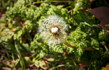 Dandelion in the field, spring begins