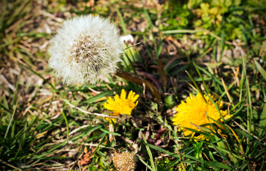 Dandelion in the field, spring begins