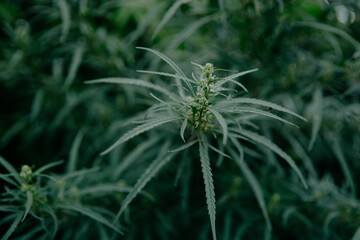 Green marijuana plant with flowers and leaves. Therapeutic and medicinal cannabis. Alternative medicine.