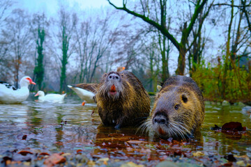 Otter in a pound