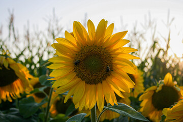 Fototapeta premium Sunflower in the field