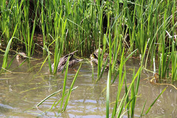 Songbirds frolicking in the wild