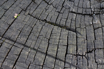 Fototapeta premium Natural textured tree bark background. Horizontal image
