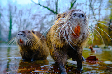 Otter in a pound