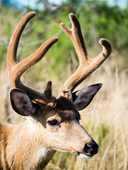 Close up shot of a deer with antlers in Ocean Shores, WA, USA